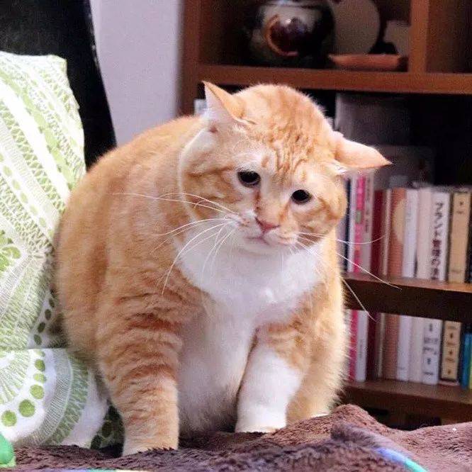 胖猫跳江事件最新消息，关注与反思，胖猫跳江事件最新动态，关注与反思