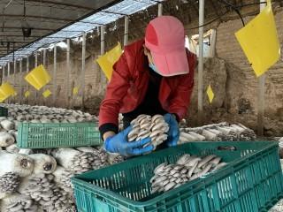 陕西省彬州市龙高镇龙马村最新新闻消息，陕西省彬州市龙高镇龙马村最新动态报道