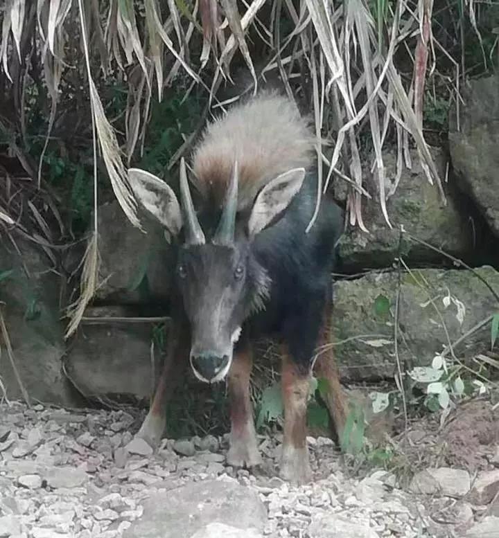 揭秘四不像王中王一肖的神秘面纱，揭秘四不像之王中王一肖的神秘面纱