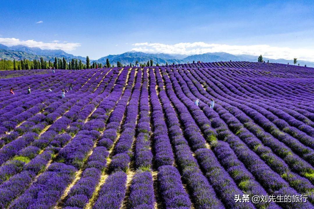 巴音布鲁克旅游攻略，探索美丽的自然奇观，巴音布鲁克自然奇观探索攻略