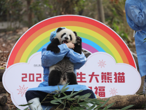 熊猫滚滚看世界2022，一场跨越文化与自然的奇妙旅程，熊猫滚滚看世界之旅，跨越文化与自然的奇妙探险之旅（2022）