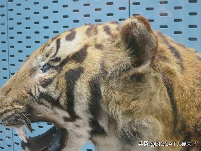 丽水猎人军事学校，培养未来军事精英的摇篮，丽水猎人军事学校，培育未来军事精英的摇篮