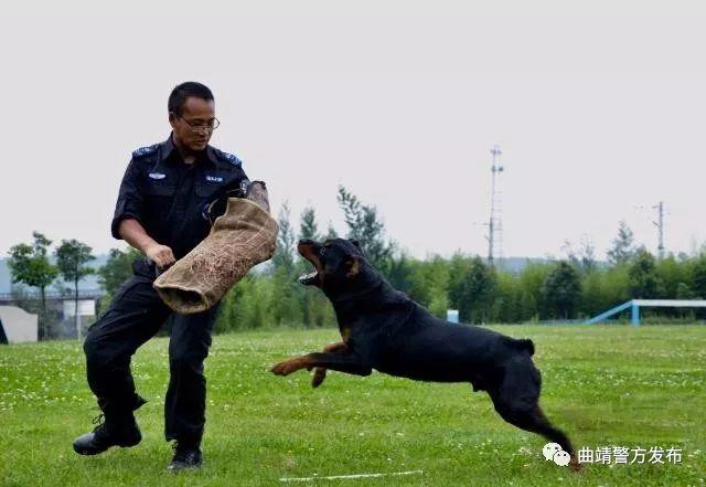 揭秘神秘的九开头部队代号，揭秘九开头部队代号的神秘面纱
