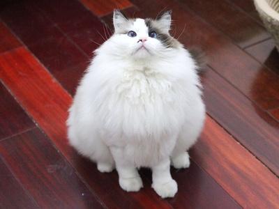 维生素B对猫咪美毛的重要性，维生素B对猫咪美毛的关键作用