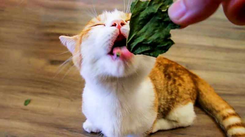 鼎盛军事论坛中的吃薄荷的猫，探索与发现，鼎盛军事论坛中的探索者，吃薄荷的猫与发现之旅