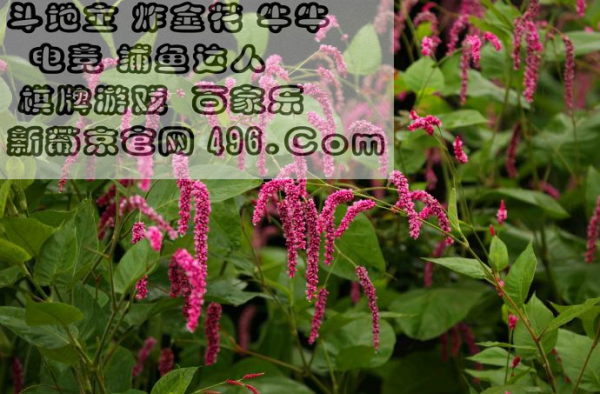 欲钱买王中王打一生肖——探寻生肖之王的奥秘，探寻生肖之王，欲钱买王中王的神秘生肖