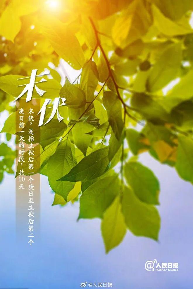 末伏来临，今日的独特韵味，末伏独特韵味今日呈现