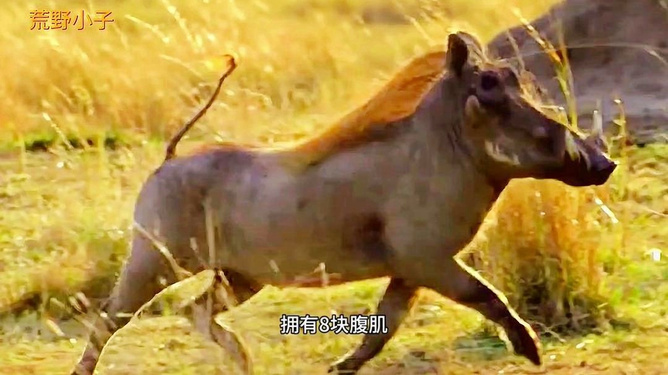 A10疣猪的作战能力,现代战场上的重要力量,A10疣猪的作战能力,现代战场上的关键力量